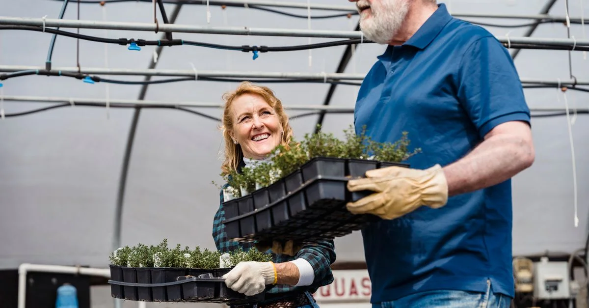 Jardinier seniors heureux travaillant ensemble avec des plantes en pot dans une serre.